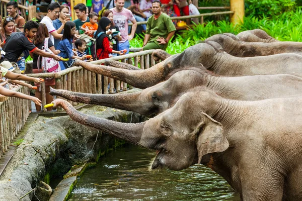 SINGAPUR - 14 DE ABRIL: Espectáculo de elefantes en el zoológico de Singapur el 14 de abril —  Fotos de Stock