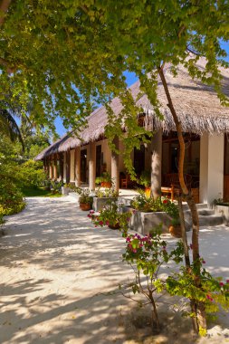 Maldivler adada lobi