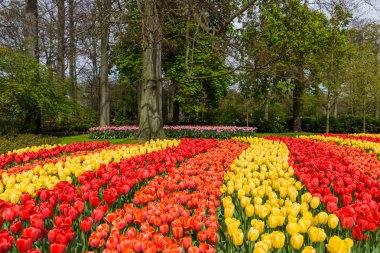Çiçek Bahçe Keukenhof Hollanda