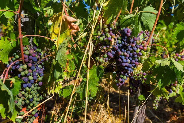 Rijpe druiven in de Toscane-Italië — Stockfoto