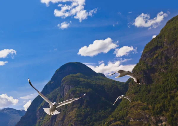 Norveç Fiyordu içinde martı kuşu — Stok fotoğraf