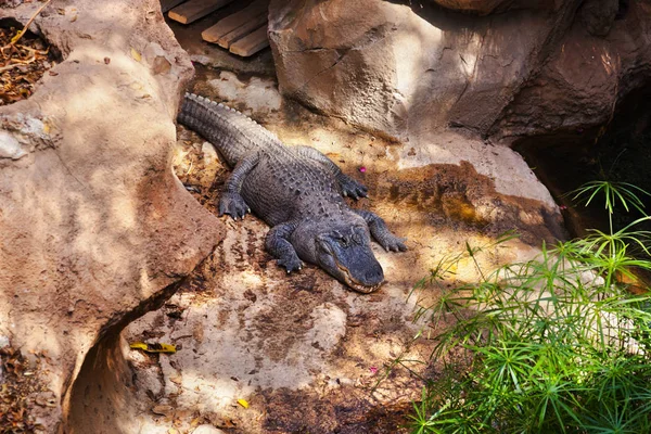 Crocodilo no parque em Tenerife Canary — Fotografia de Stock