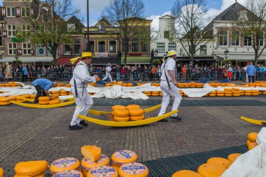 Alkmaar, Hollanda - 28 Nisan 2017: Peynir taşıyıcıları, tradit