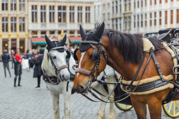 Horses on Grote Markt square in Brussels Belgium — Stock Photo, Image