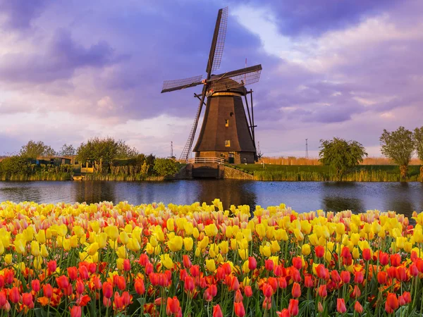 Szélmalmok és a virágok, Hollandia — Stock Fotó