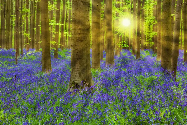 Famoso bosque Hallerbos en Bruselas Bélgica — Foto de Stock