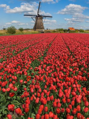 Yel değirmenleri ve Hollanda çiçek