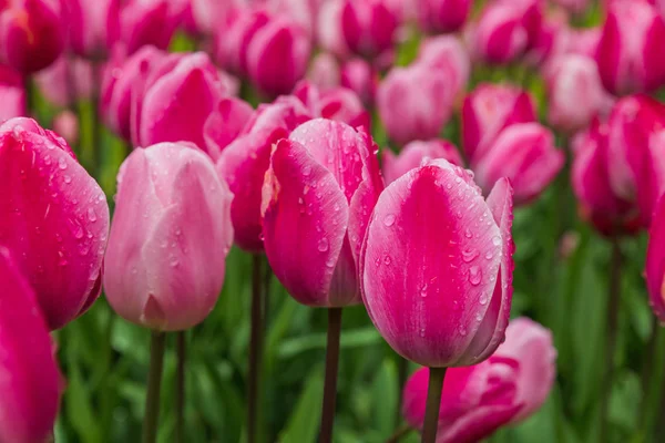 Bloemen met water regendruppels — Stockfoto