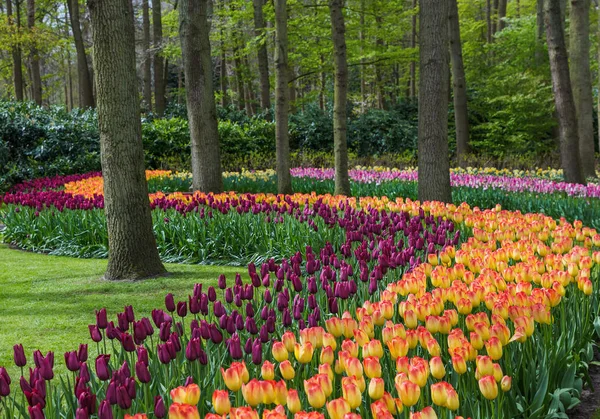 Flores no jardim Keukenhof Países Baixos — Fotografia de Stock