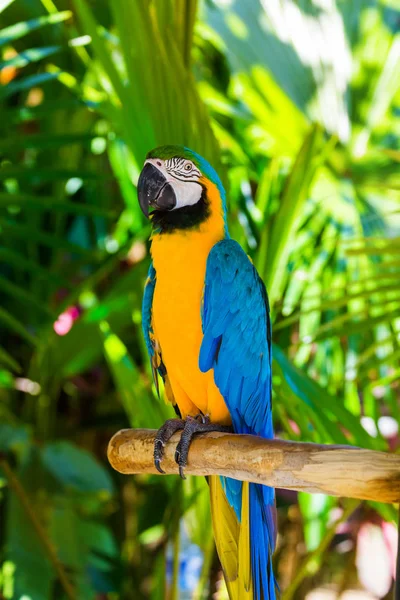 Parrot in Bali Island Indonesia — Stock Photo, Image