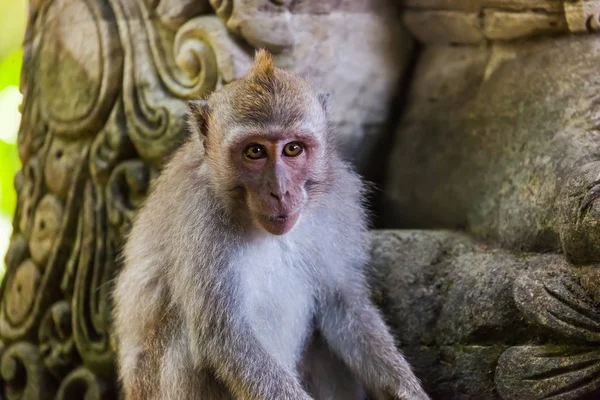 Małpa w parku leśnym w Ubud - Indonezja Bali — Zdjęcie stockowe