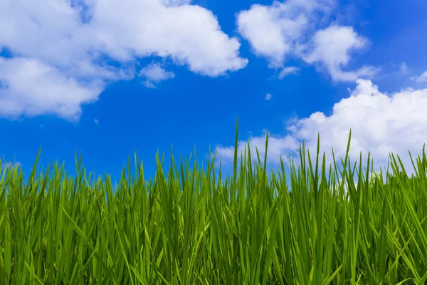Gräs och mulen himmel — Stockfoto