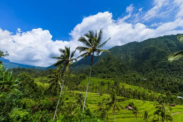 Rýžová pole - Bali ostrov Indonésie — Stock fotografie