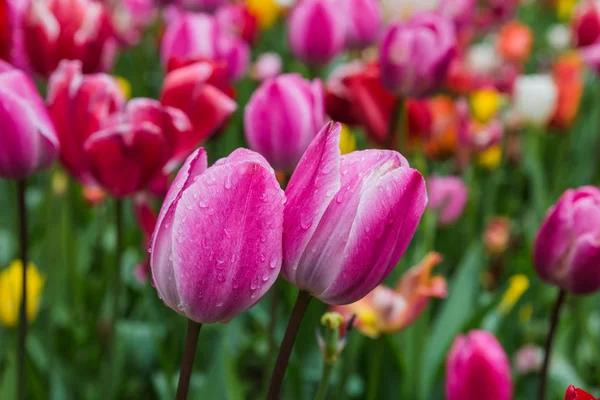 Flores com gotas de chuva água — Fotografia de Stock