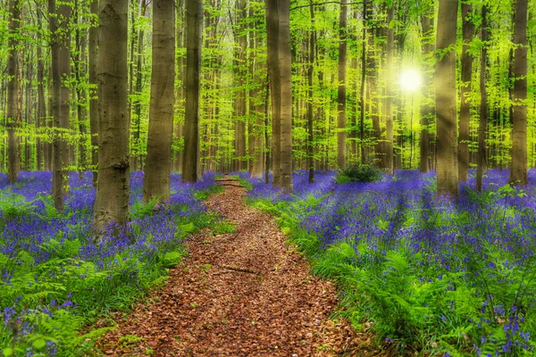 Ünlü orman Hallerbos Brüksel Belçika — Stok fotoğraf