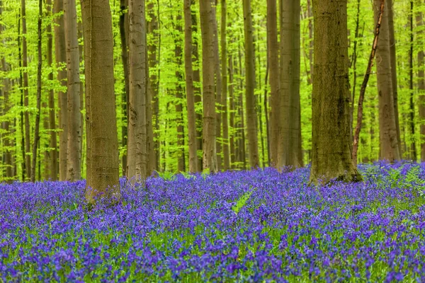 Ünlü orman Hallerbos Brüksel Belçika — Stok fotoğraf