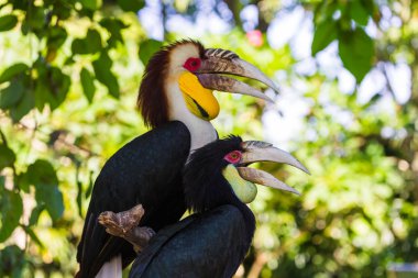Wreathed Hornbill bird in Bali Island Indonesia clipart