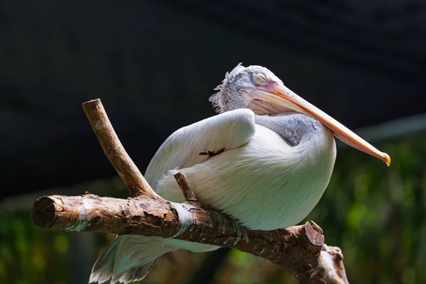 Pelican dans le parc — Photo