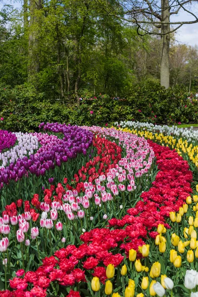Flowers in garden Keukenhof Netherlands — Stock Photo, Image