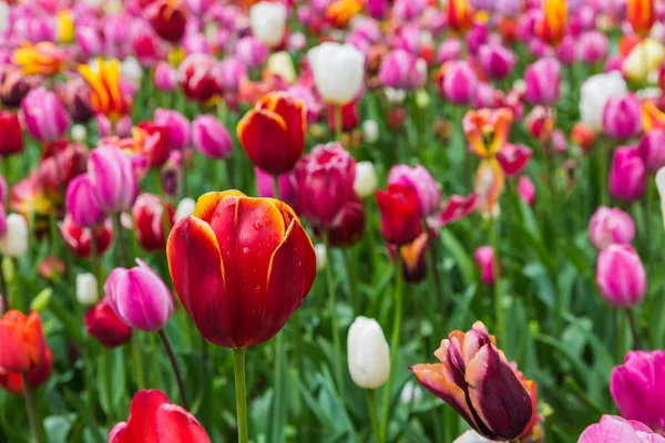 Blommor med vatten regndroppar — Stockfoto