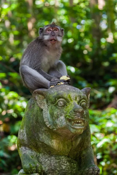 Maymun orman Park Ubud - Bali Endonezya