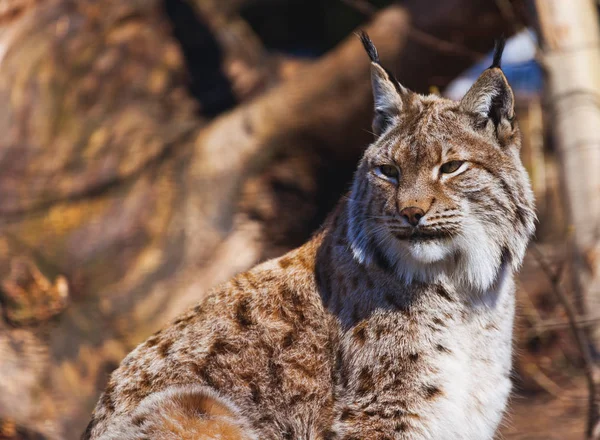 Lynx in park — Stock Photo, Image