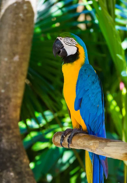 Попугай на острове Бали — стоковое фото