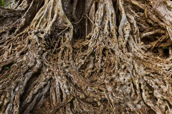 Big tree root — Stock Photo, Image