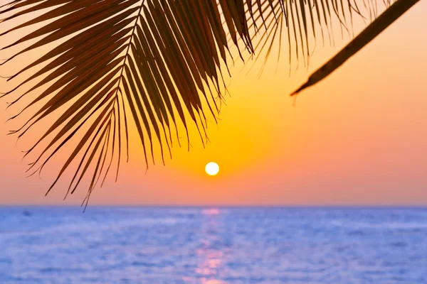 Palmový list a západ slunce — Stock fotografie