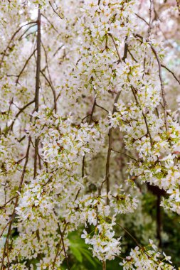 Sakura çiçek - doğa arka plan