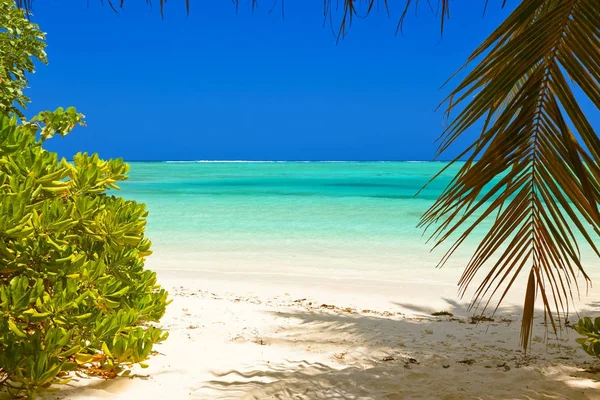 Tropisk Maldiverna ö — Stockfoto