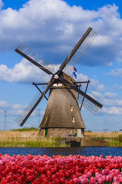 Windmolens en bloemen in Nederland — Stockfoto