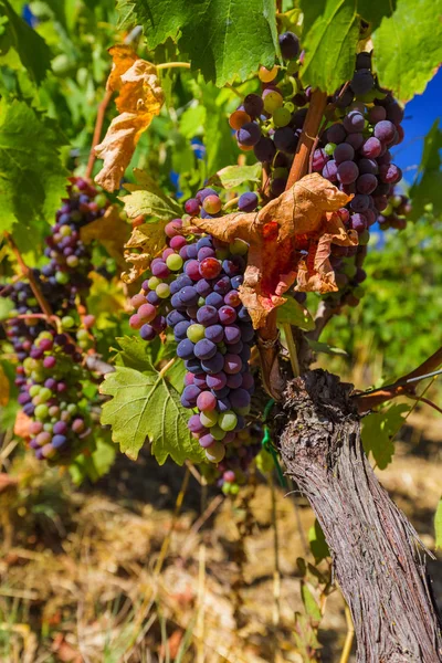 Rijpe druiven in de Toscane-Italië — Stockfoto