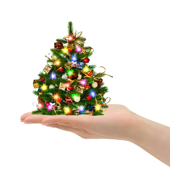 Karácsonyfa a kézben — Stock Fotó