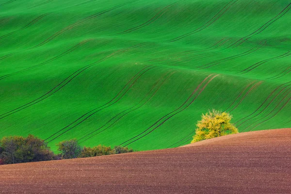 Famous moravian fields - Czech Republic — Stock Photo, Image