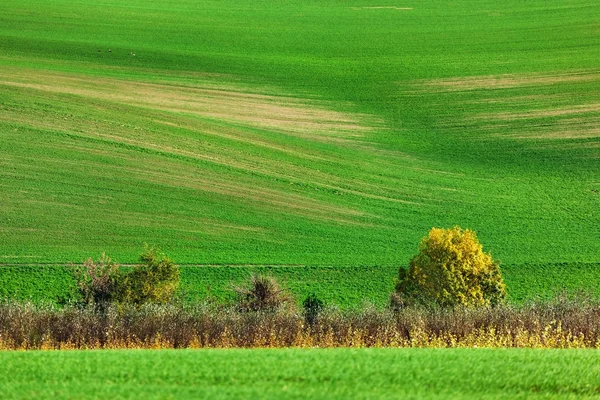 Famous moravian fields - Czech Republic — Stock Photo, Image