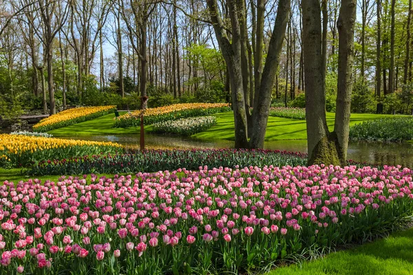 Fiori in giardino Keukenhof Paesi Bassi — Foto Stock