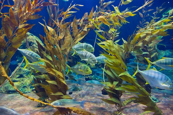在水族馆的鱼类和珊瑚暗礁 — 图库照片