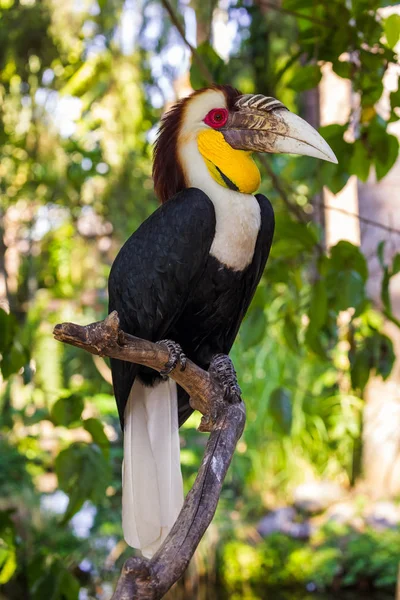 Pasăre Hornbill în Insula Bali Indonezia — Fotografie, imagine de stoc