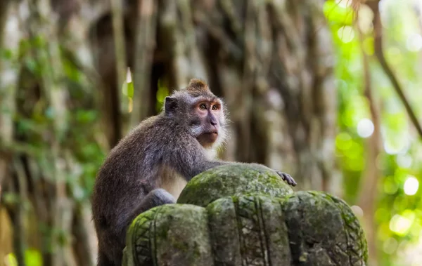 Mono en parque forestal en Ubud - Bali Indonesia — Foto de Stock