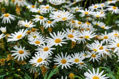 Papatya çiçekler - çiçek arka plan