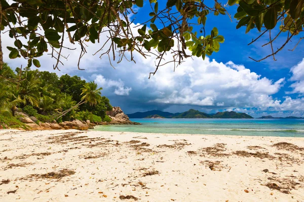 Palmeras en la playa tropical - Seychelles — Foto de Stock