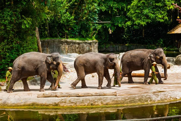 SINGAPUR - 14 DE ABRIL: Espectáculo de elefantes en el zoológico de Singapur el 14 de abril de 2016 en Singapur —  Fotos de Stock