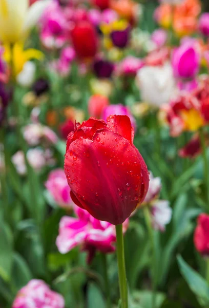 Fiori con gocce di pioggia d'acqua — Foto Stock