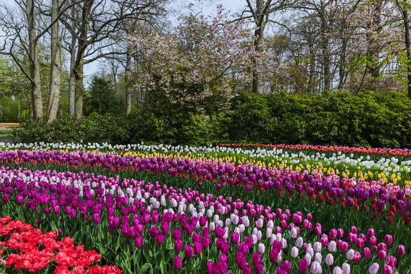 Flores no jardim Keukenhof Países Baixos — Fotografia de Stock