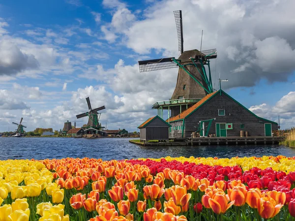 Windmills and flowers in Netherlands — Stock Photo, Image