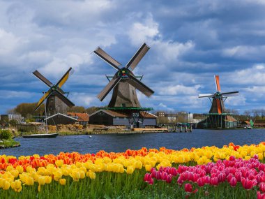 Windmills and flowers in Netherlands clipart