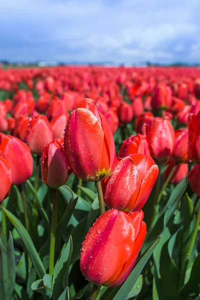 Gotas de água em flores - campo perto de Keukenhof Países Baixos — Fotografia de Stock