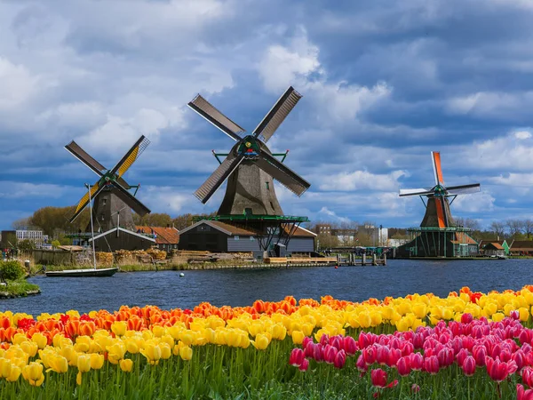 Yel değirmenleri ve Hollanda çiçek — Stok fotoğraf