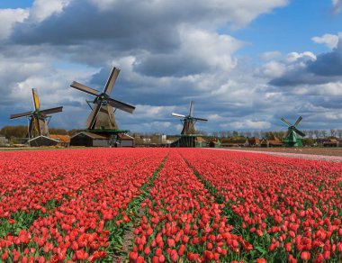 Yel değirmenleri ve Hollanda çiçek